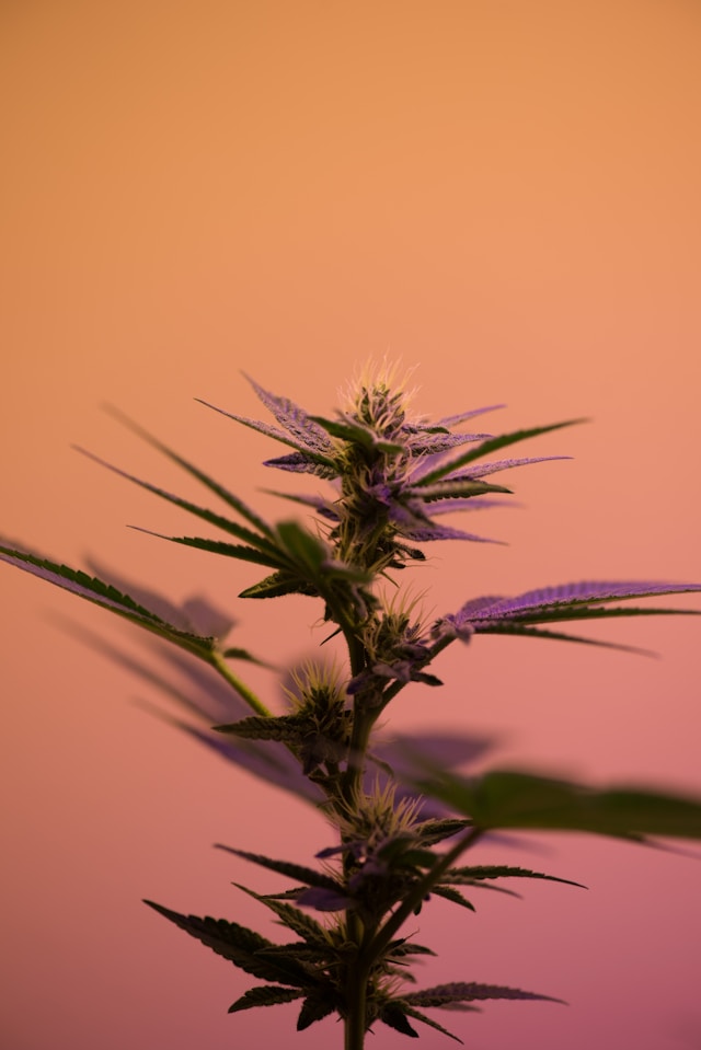 cbd olie